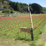 宮崎県日之影町中川地区「チューリップ🌷祭りのお手伝い」